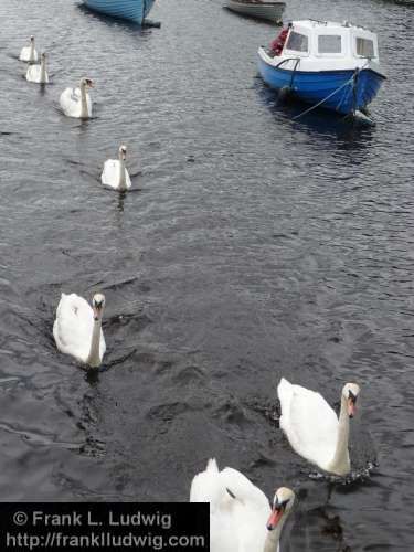 Swan Parade
